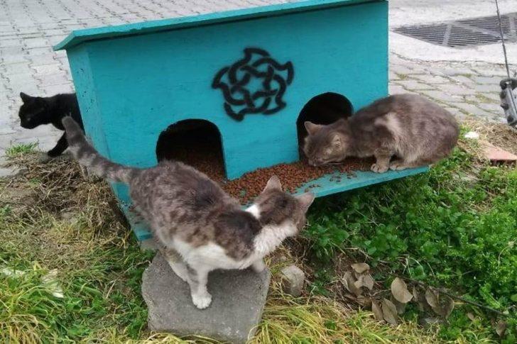 Süleymanpaşa Belediyesi sokak hayvanlarına sahip çıkıyor G1