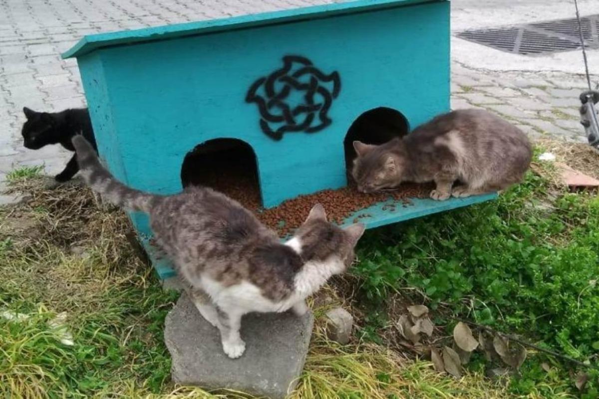 S&uuml;leymanpaşa Belediyesi sokak hayvanlarına sahip &ccedil;ıkıyor