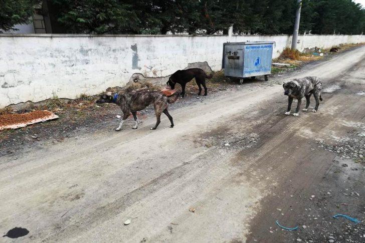 Süleymanpaşa Belediyesi sokak hayvanlarına sahip çıkıyor G3