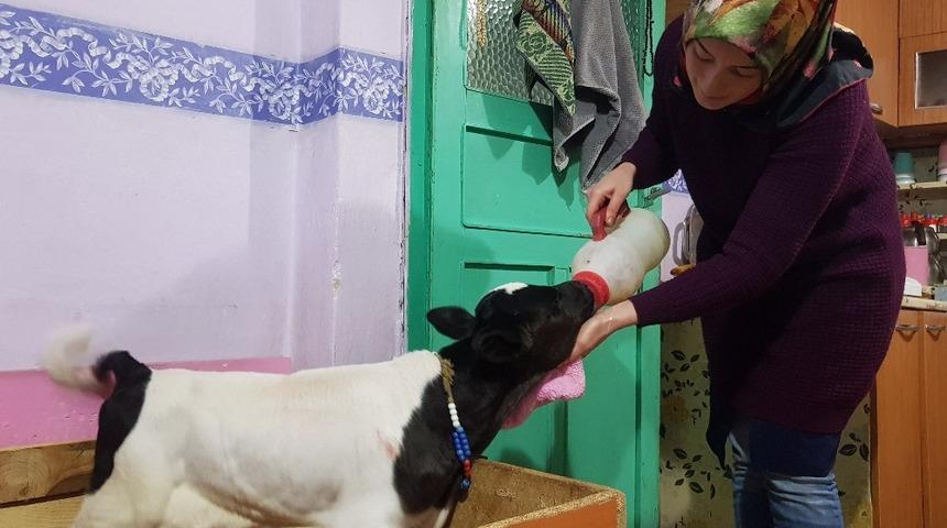 Buzağı destekleme işlemlerinde başvuru şartı kalktı