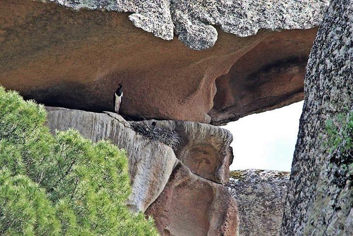 Aydın’ın ikinci karaleylek çiftçi Latmos’a yuva yaptı G1