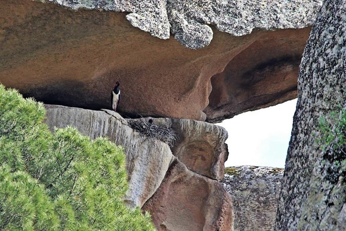 Aydın&rsquo;ın ikinci karaleylek &ccedil;ift&ccedil;i Latmos&rsquo;a yuva yaptı