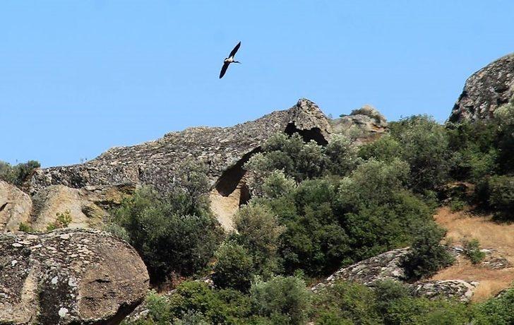 Aydın’ın ikinci karaleylek çiftçi Latmos’a yuva yaptı G5