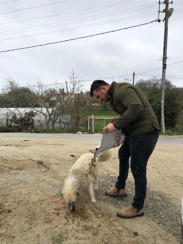 Sinop’ta sokak hayvanları aç kalmıyor