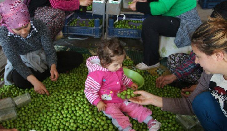 Mut’ta örtü altı eriğin kilosu 60 liradan alıcı buluyor G1