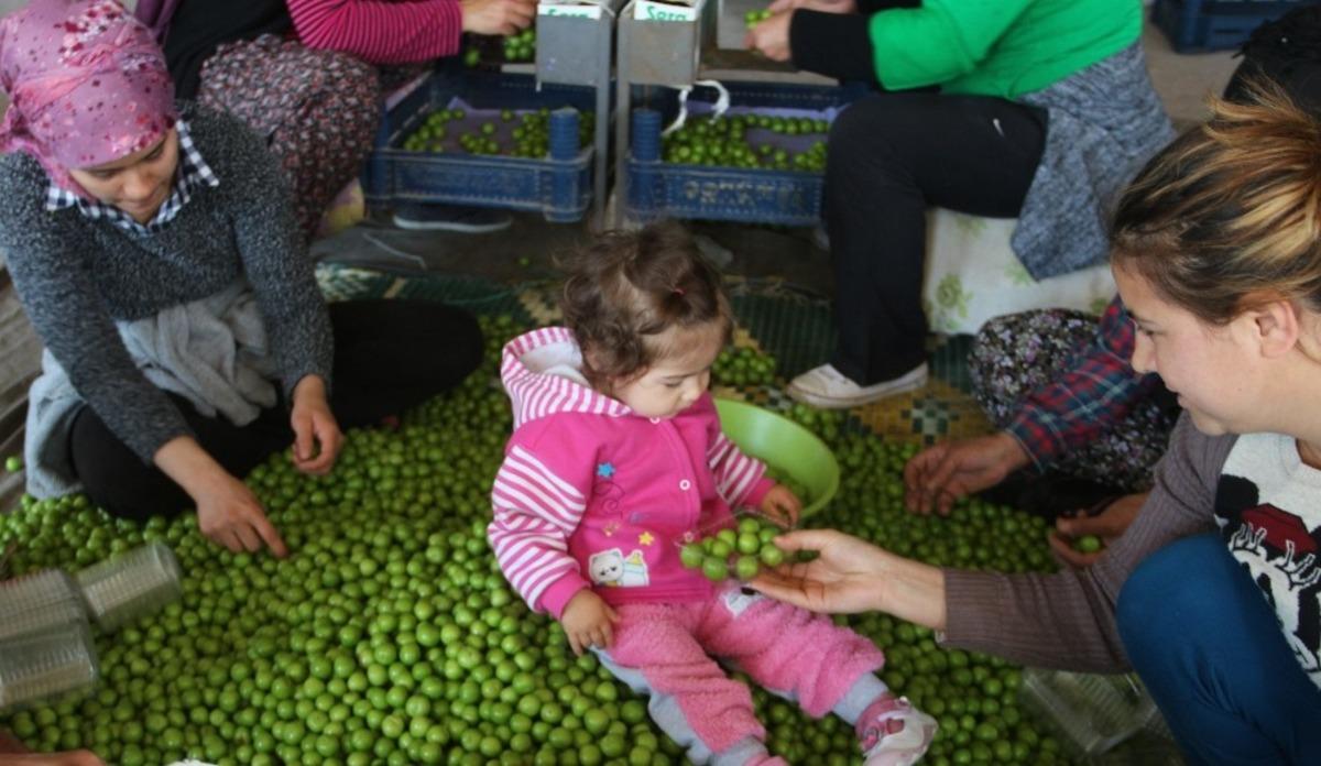 Mut&rsquo;ta &ouml;rt&uuml; altı eriğin kilosu 60 liradan alıcı buluyor