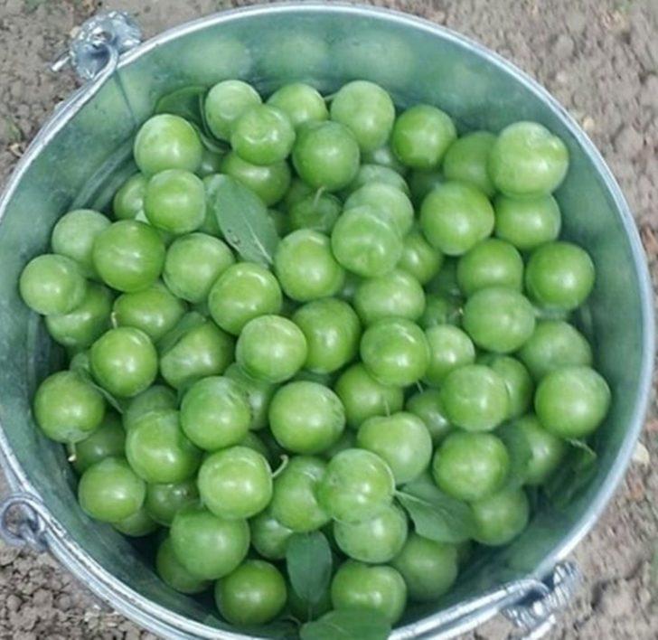 Mut’ta örtü altı eriğin kilosu 60 liradan alıcı buluyor G2