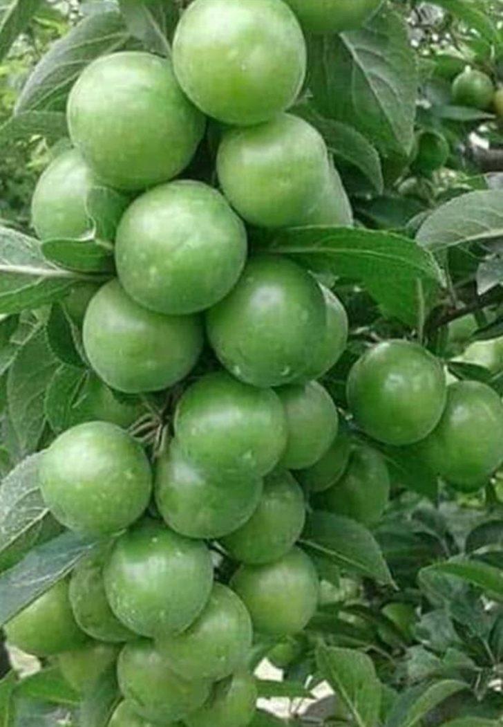 Mut’ta örtü altı eriğin kilosu 60 liradan alıcı buluyor G3