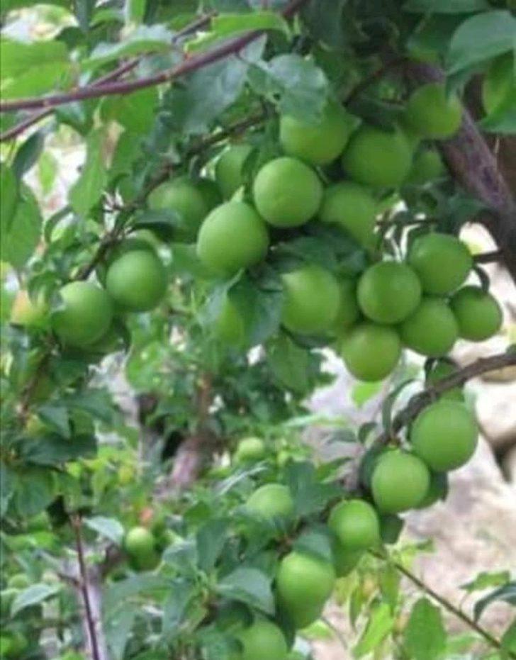 Mut’ta örtü altı eriğin kilosu 60 liradan alıcı buluyor G5