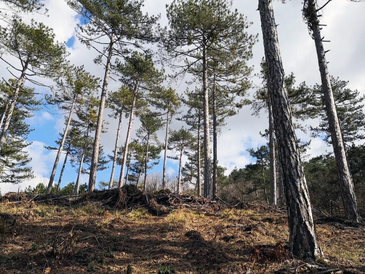 Balıkesir&rsquo;deki ormanlar gen&ccedil;leşiyor