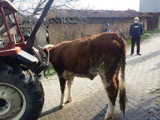 Köylüler Korona virüsün defi için kurban kesti