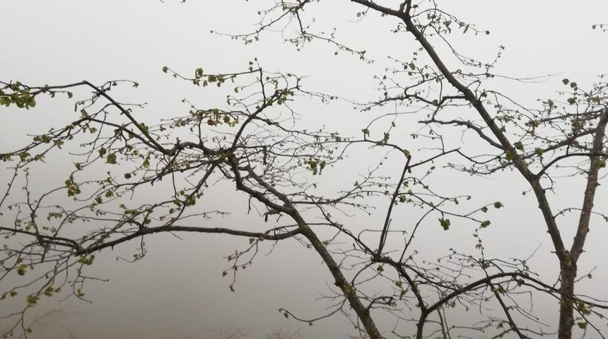 Fındıkta hasar tespit &ccedil;alışmaları devam ediyor