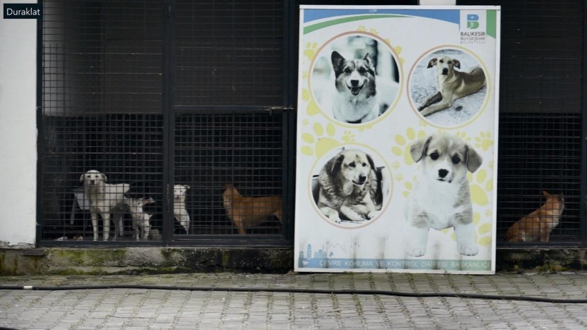Sokak hayvanları da vir&uuml;sten nasibini aldı