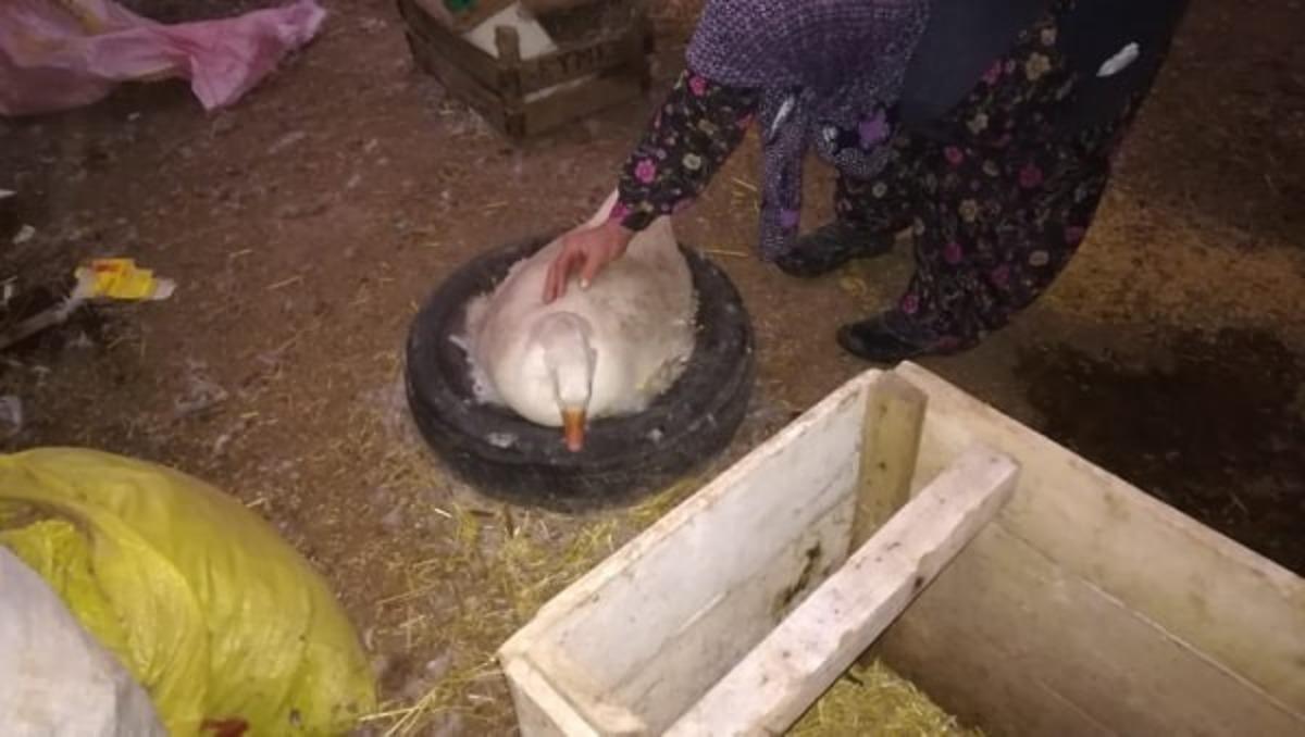 Kaz &uuml;reticiliği her ge&ccedil;en g&uuml;n artıyor