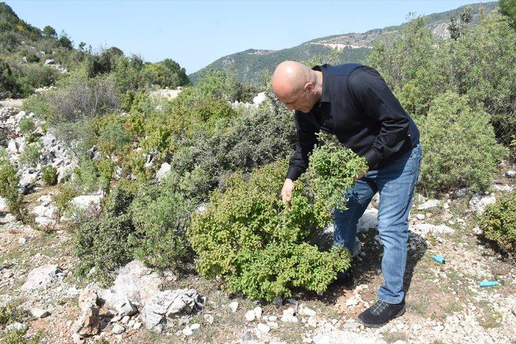 Türkiye'nin zengin florasından 250 çeşit sabun üretiyor G5