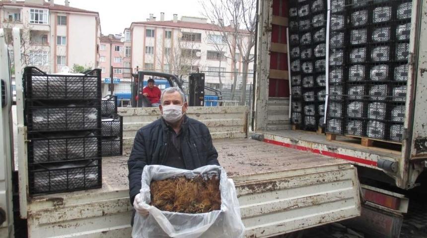 Tarım şehri Amasya&rsquo;da &ccedil;ilek yetiştiriciliğine destek