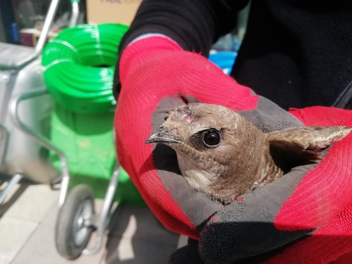 Yaralı ebabil kuşuna esnaf sahip &ccedil;ıktı