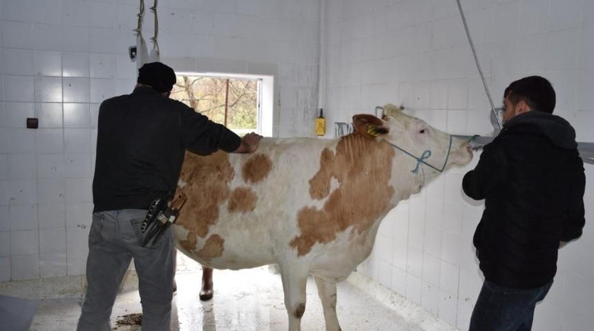 İskilip Belediyesi &ldquo;Korona vir&uuml;s&rdquo;&uuml;n defi i&ccedil;in kurban kesti