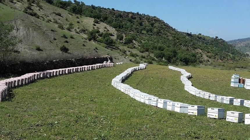 Korona vir&uuml;s&uuml; fırsat bulan hırsızlar 60 kovan arı &ccedil;aldı