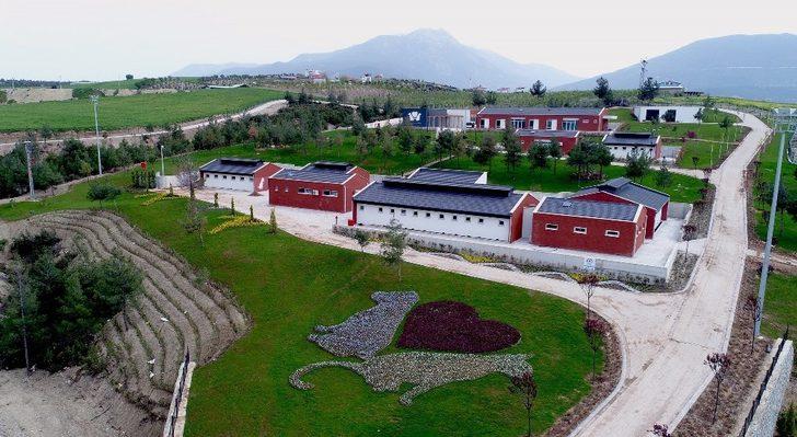 Denizli’de 2 bin 500 sokak hayvanını sahiplendirdi G2