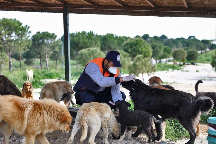 Denizli’de 2 bin 500 sokak hayvanını sahiplendirdi G4