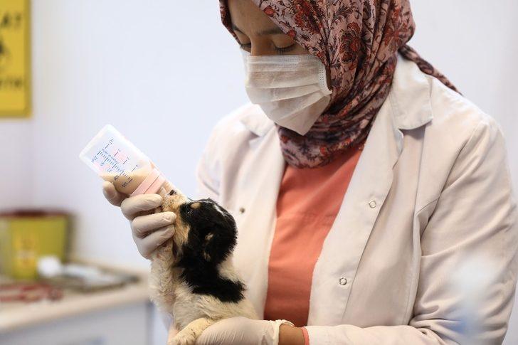 Denizli’de 2 bin 500 sokak hayvanını sahiplendirdi G5