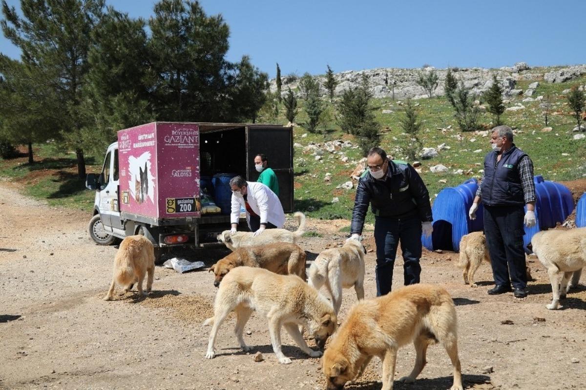 B&uuml;y&uuml;kşehir 4 Nisan Sokak Hayvanları Koruma G&uuml;n&uuml;&rsquo;n&uuml; unutmadı
