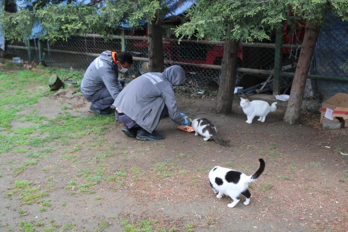 Kağıthane&rsquo;de sokak hayvanları unutulmadı