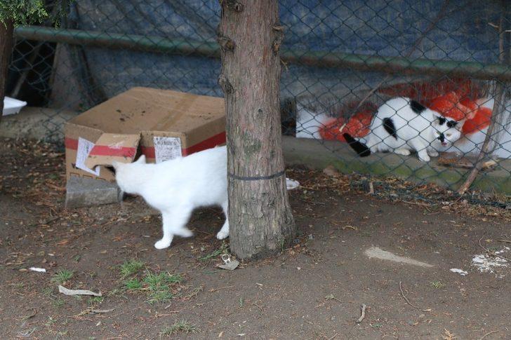 Kağıthane’de sokak hayvanları unutulmadı G3