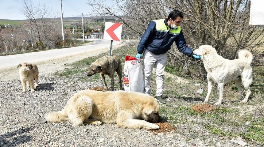 Sokaktaki canlar unutulmuyor