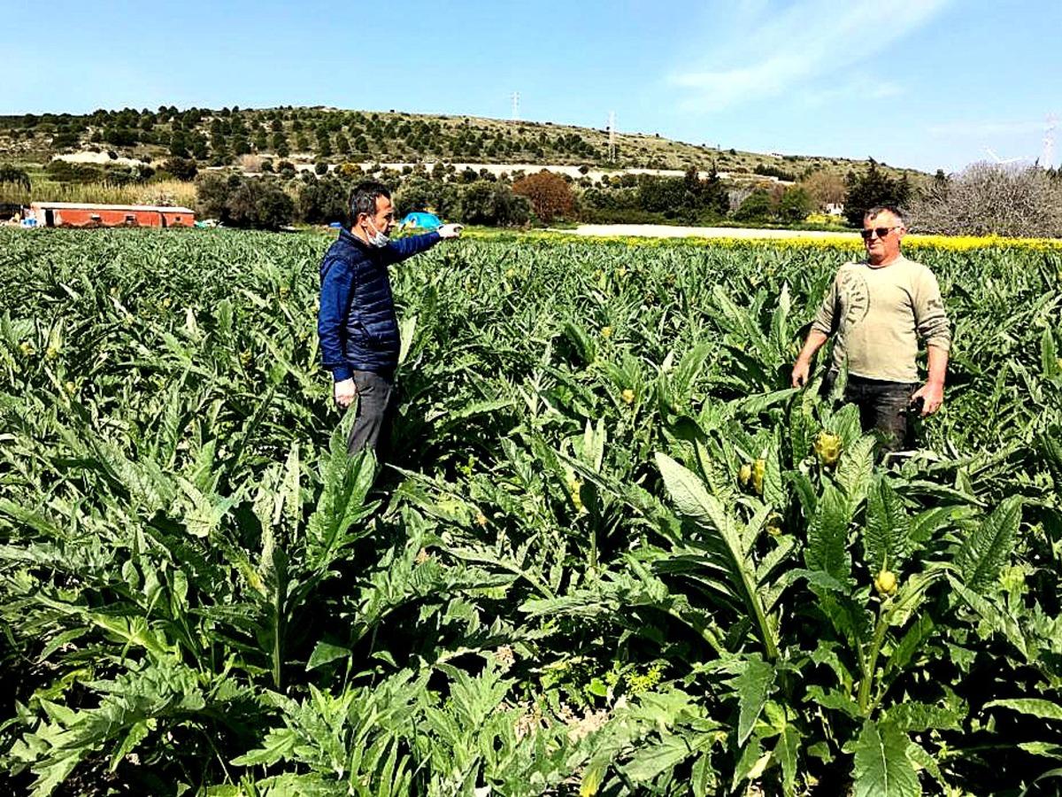 &Ccedil;eşme&rsquo;de sakız enginarı bereketi