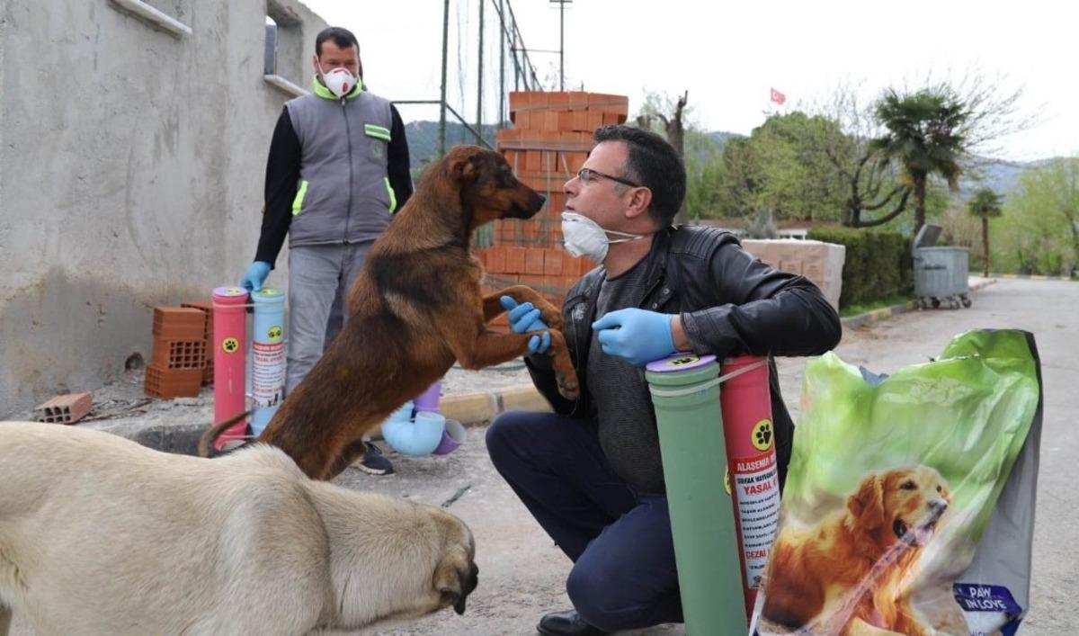 Salgına rağmen sokak hayvanları unutulmadı
