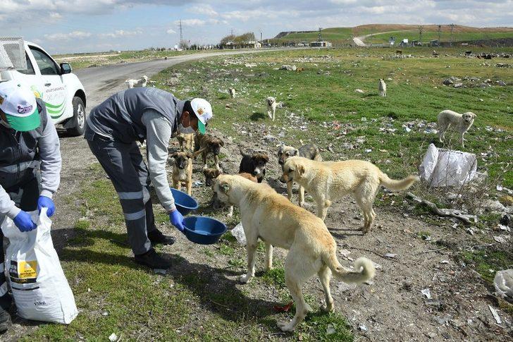 Konya’da sokak hayvanlarını beslemek için ek tedbir alındı G1