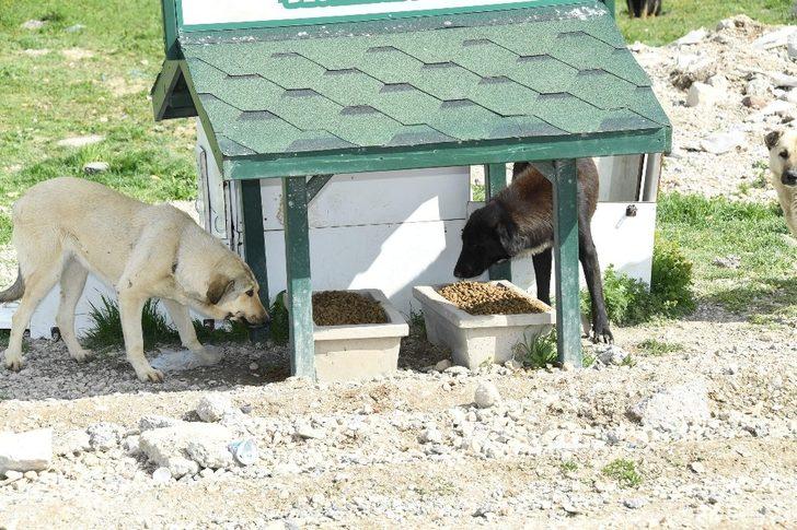 Konya’da sokak hayvanlarını beslemek için ek tedbir alındı G3