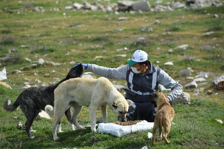 Konya’da sokak hayvanlarını beslemek için ek tedbir alındı G4