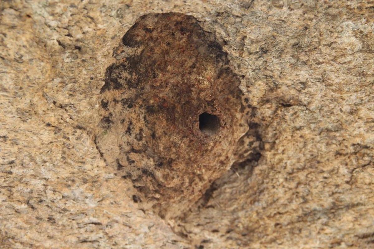 Latmos&rsquo;un sıvacısı &lsquo;&Ccedil;&ouml;mlek&ccedil;i&rsquo; kuşu &ouml;rnek alınsın