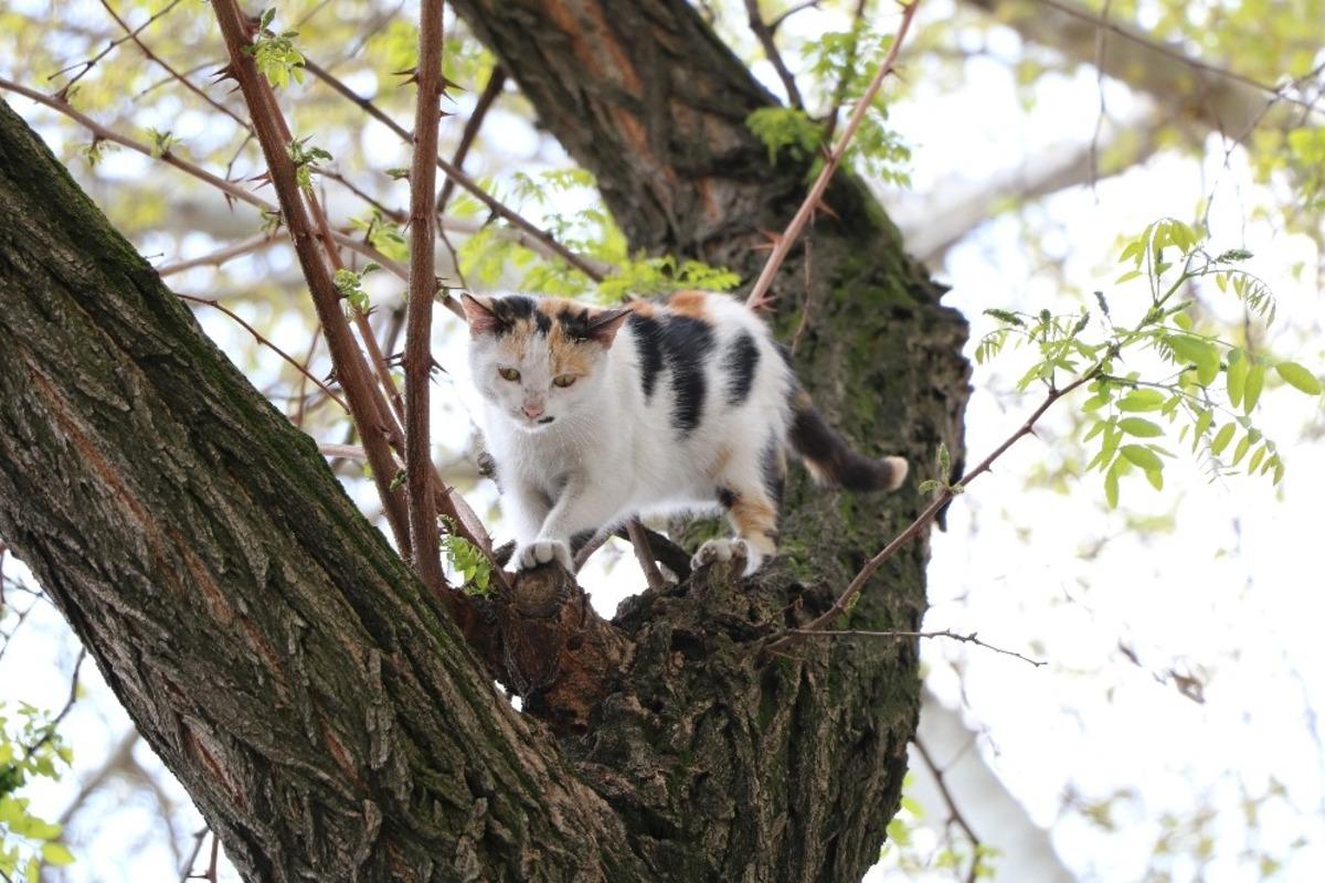 Ağa&ccedil;ta mahsur kalan kediyi itfaiye kurtardı