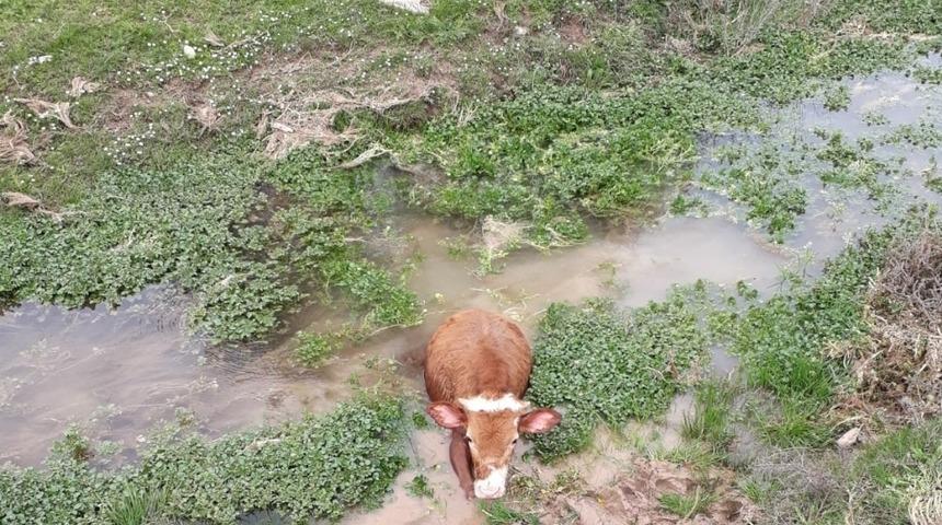 Elazığ&rsquo;da bataklığa saplanan buzağıyı İmam kurtardı