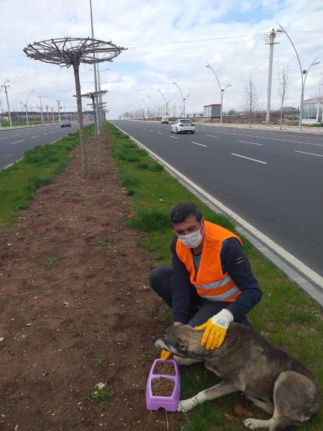 Büyükşehir Belediyesi korona mağduru sokak hayvanlarını unutmadı