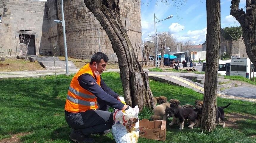 B&uuml;y&uuml;kşehir Belediyesi korona mağduru sokak hayvanlarını unutmadı