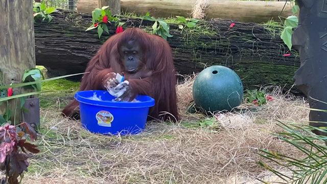 Görenleri şaşkına çeviren ellerini yıkayan orangutan
