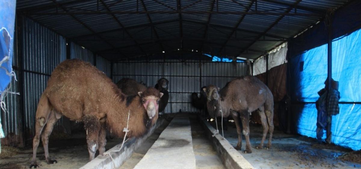 Aydın&rsquo;da develer k&ouml;lesteye erken alındı