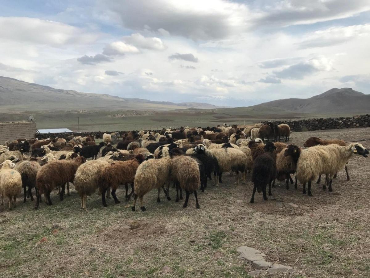 S&uuml;t kuzularının anneleriyle renkli buluşması