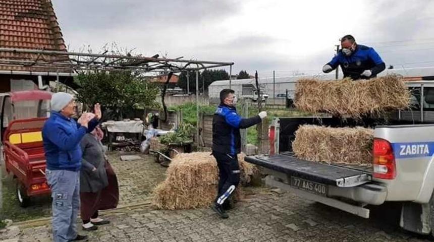 Hayvanların yemini zabıta ulaştırdı