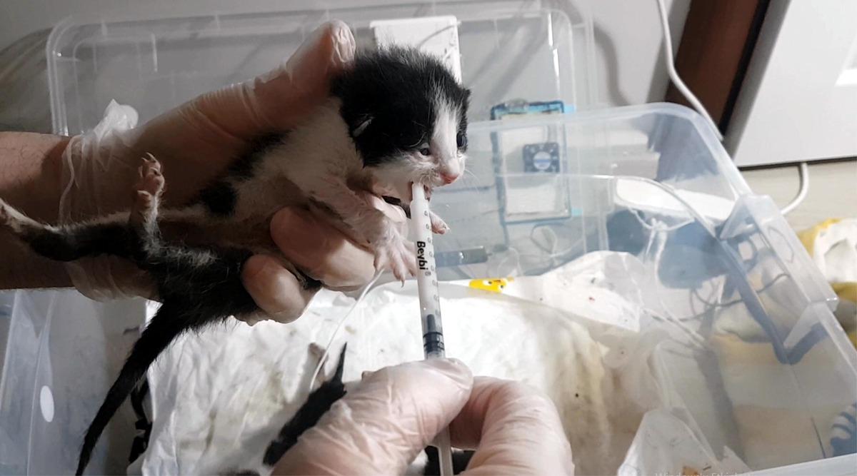 Anneleri &ouml;len yavru kedilere, &ouml;zel yapım kuv&ouml;zde tedavi