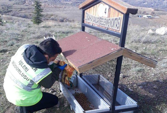 Nevşehir Belediyesinden sokak hayvanlarına mama ve su desteği