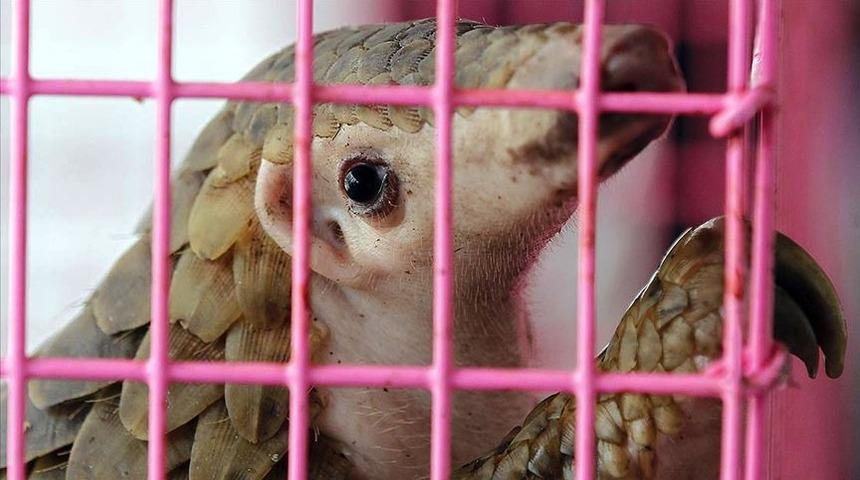Pangolin ve yarasanın tüketim ve satışları yasaklandı