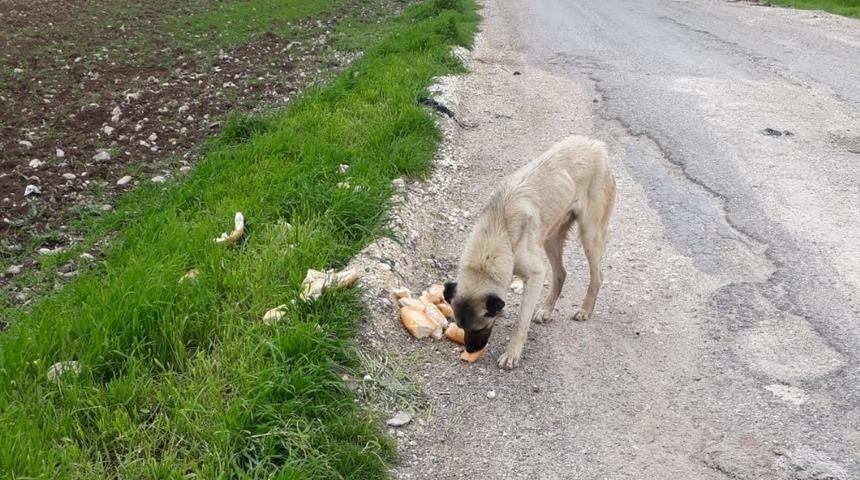 Fahri av müfettişi sokak hayvanlarını unutmadı