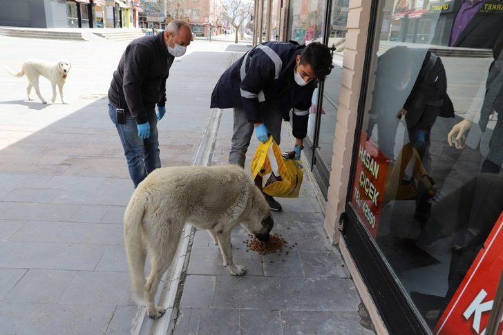 Erzincan’da sokak hayvanları unutulmadı G2