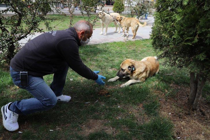 Erzincan’da sokak hayvanları unutulmadı G4